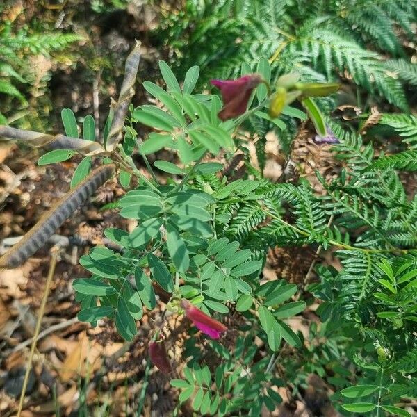 Indigofera heterantha Blomst