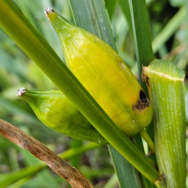 Iris pseudacorus Frucht