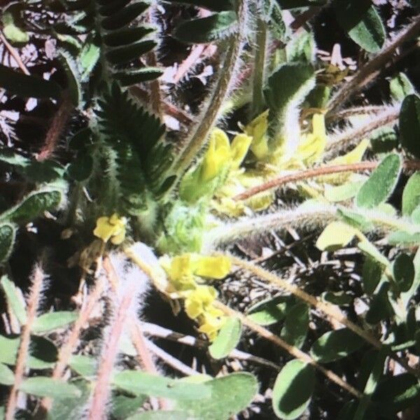 Astragalus exscapus Floare