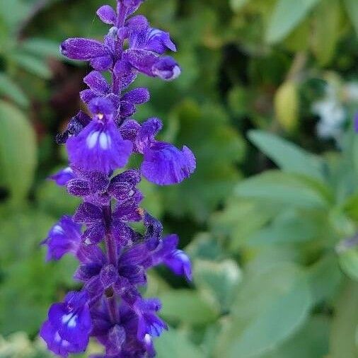 Salvia farinacea Kvet