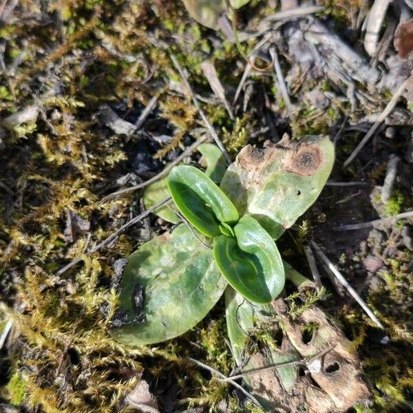 Plantago media Fulla