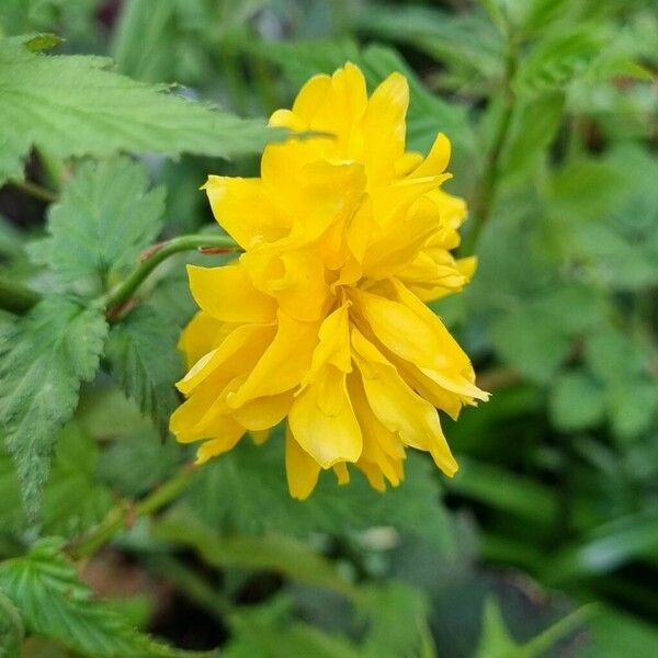 Kerria japonica Flor