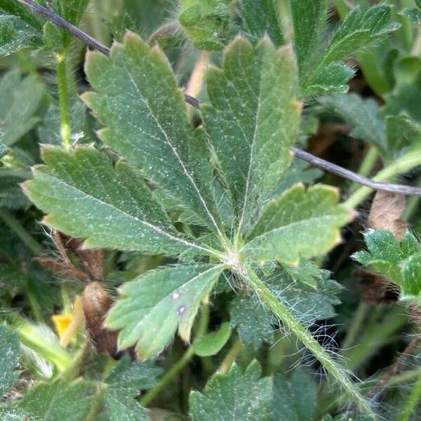 Potentilla crantzii Folha