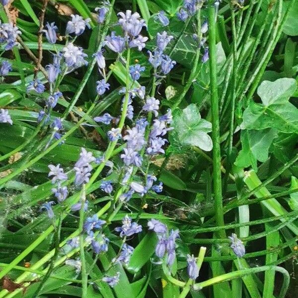 Hyacinthoides × massartiana 花