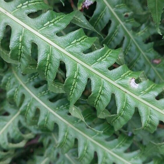 Woodwardia radicans Leaf