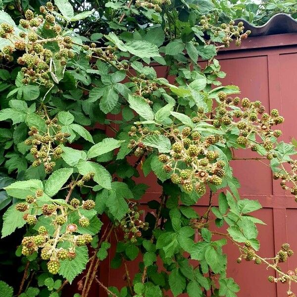 Rubus armeniacus Habit