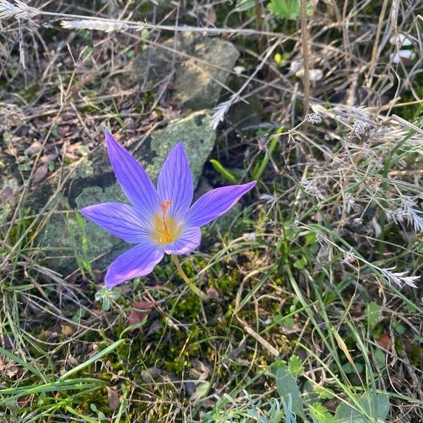 Crocus speciosus Flor