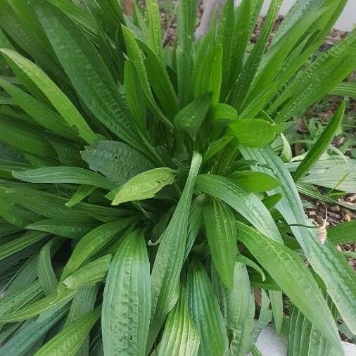 Plantago lanceolata Deilen