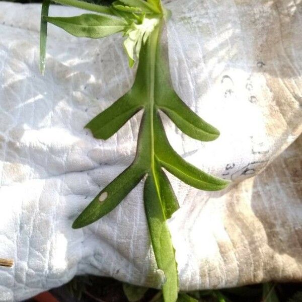 Knautia arvensis Leaf