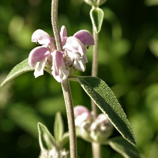 Phlomis purpurea Цвят