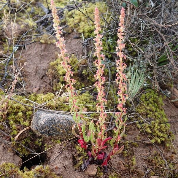 Rumex bucephalophorus Pokrój