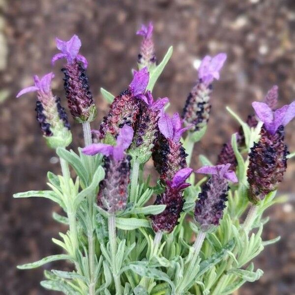 Lavandula stoechas Žiedas