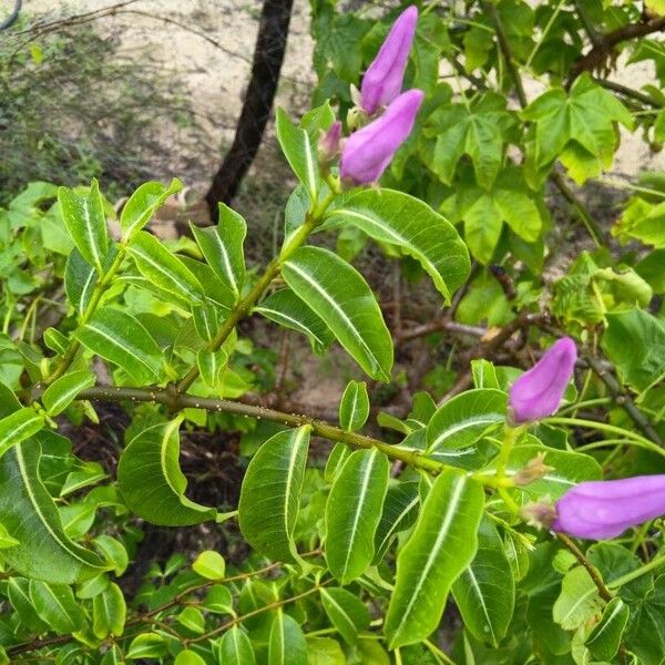 Cryptostegia madagascariensis Hábito