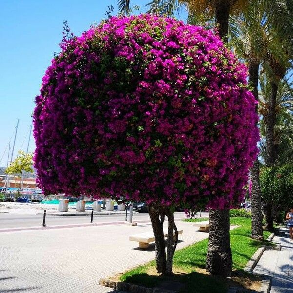 Bougainvillea glabra 形态