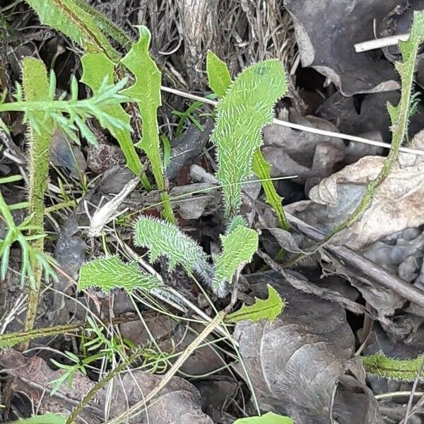 Hieracium gouanii Leaf