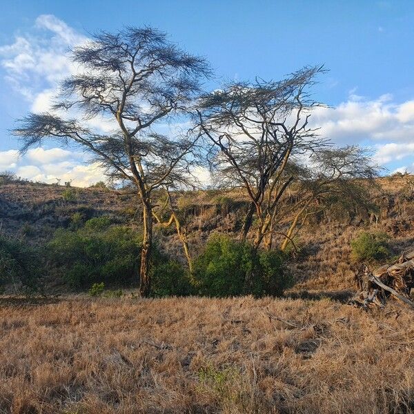 Vachellia xanthophloea Costuma