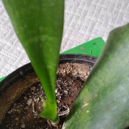 Sansevieria masoniana 葉