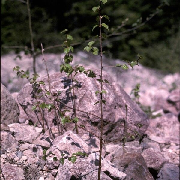 Alnus incana Συνήθη χαρακτηριστικά