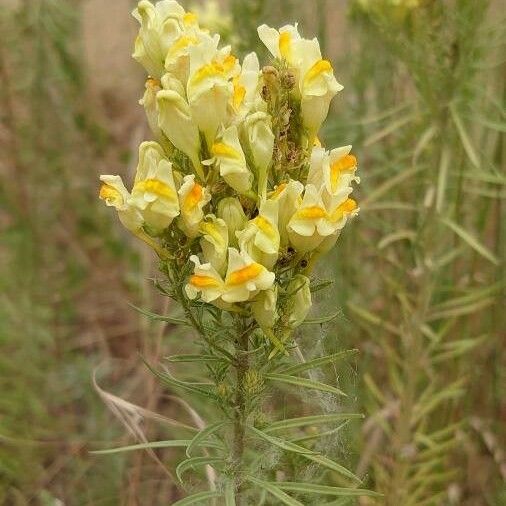 Linaria vulgaris Cvet