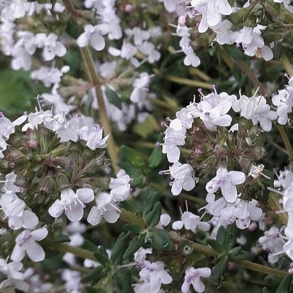 Thymus vulgaris फूल