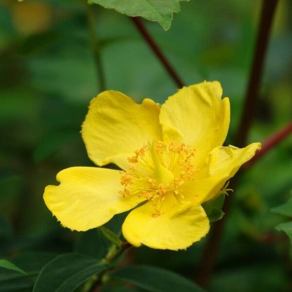 Hypericum patulum Flor