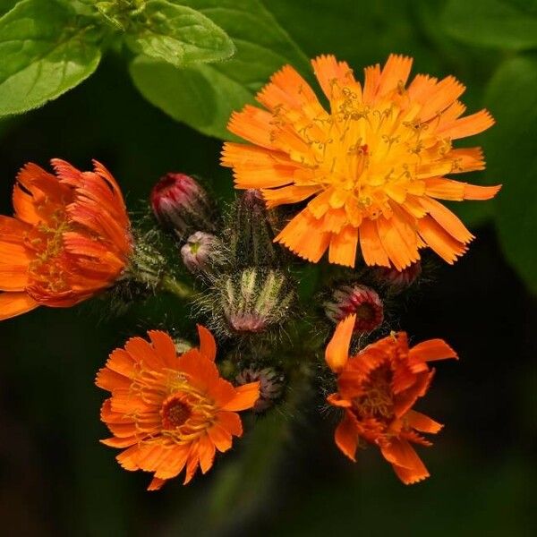 Pilosella aurantiaca 花