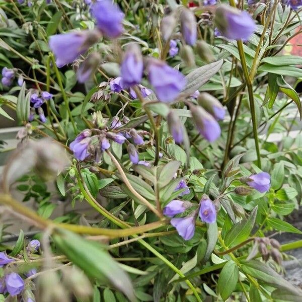 Polemonium reptans Staniste