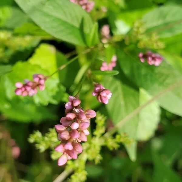 Polygonum lapathifolium ᱵᱟᱦᱟ