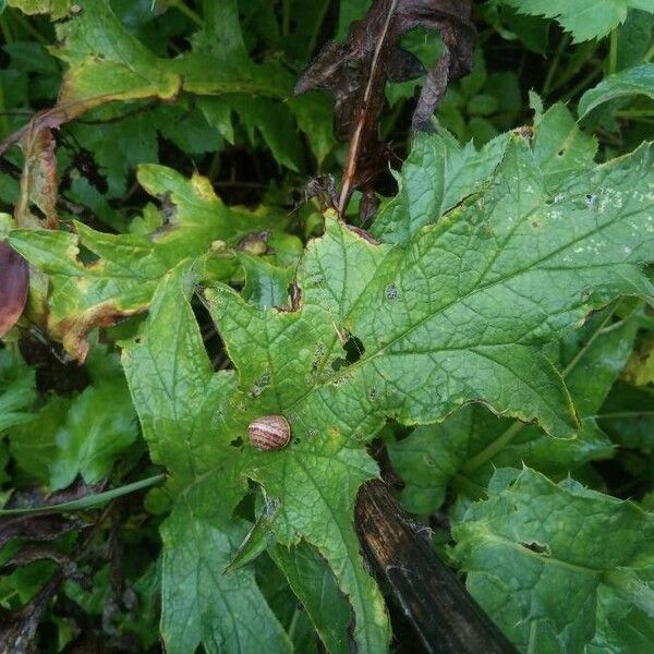 Echinops sphaerocephalus Leaf