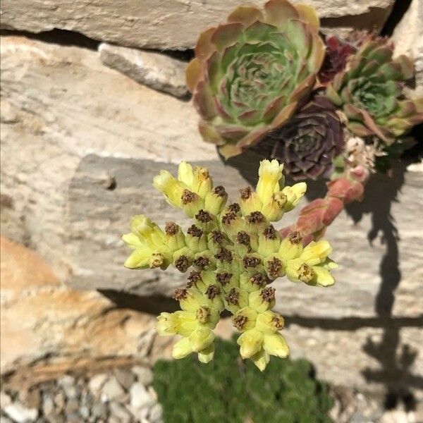 Sempervivum grandiflorum Flors