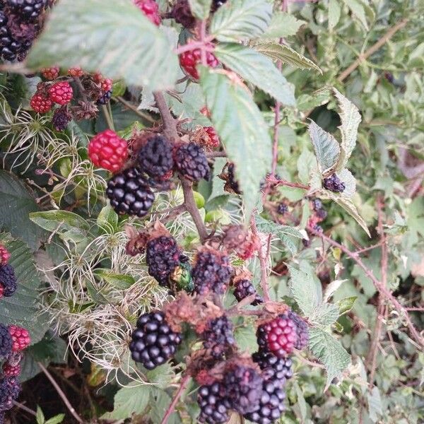 Rubus ulmifolius Плод