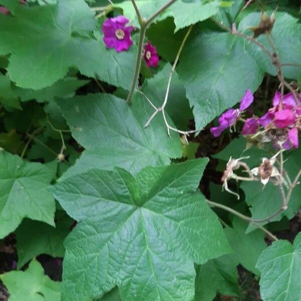 Rubus odoratus Hoja