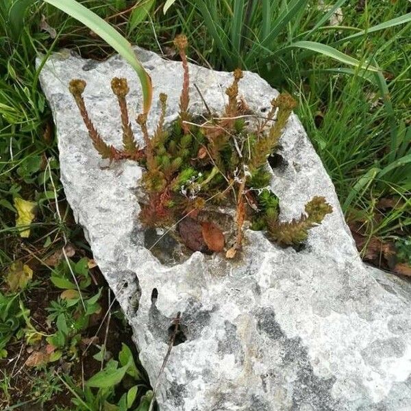 Petrosedum ochroleucum Flor