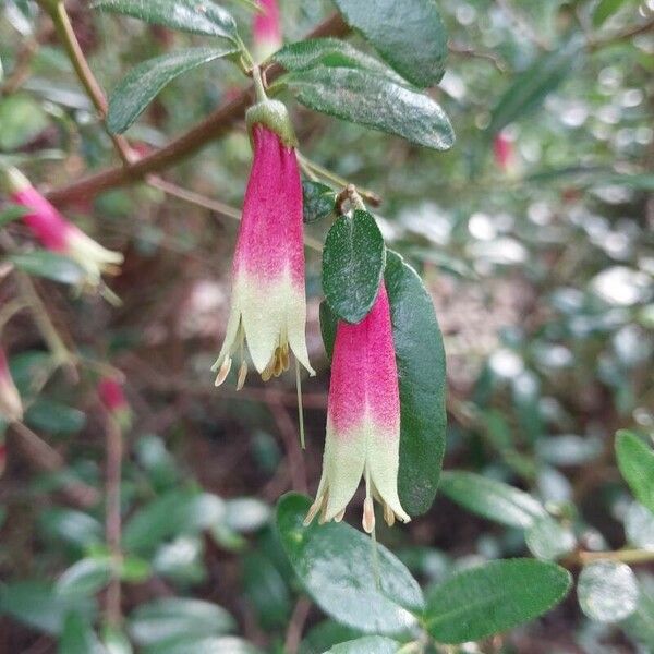 Correa reflexa Blomma