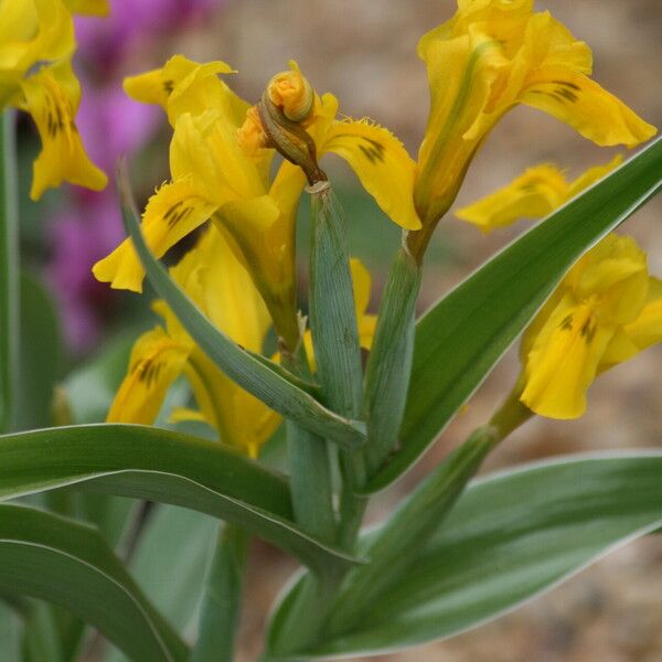 Iris tubergeniana Flower