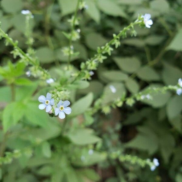 Myosotis arvensis Flower