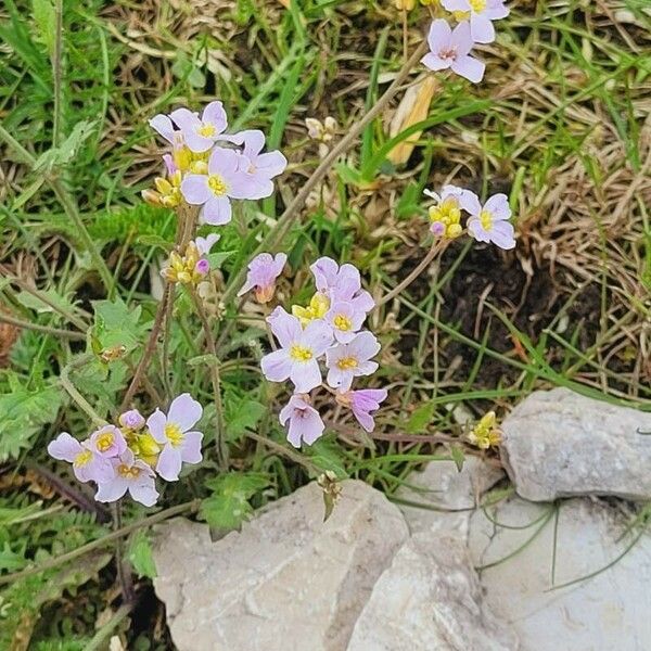 Arabidopsis arenosa Blomst