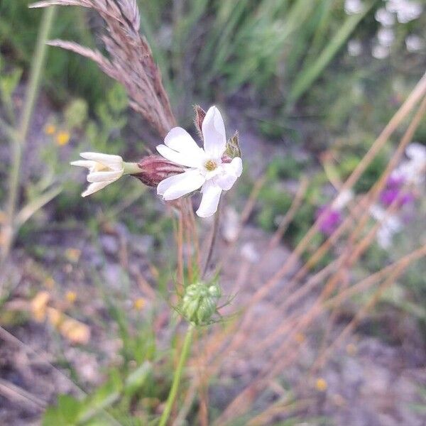 Silene dichotoma Кветка