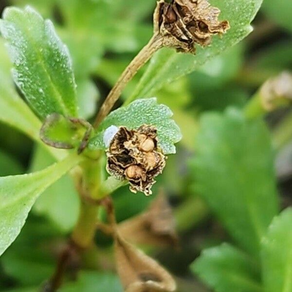 Phyla nodiflora फल