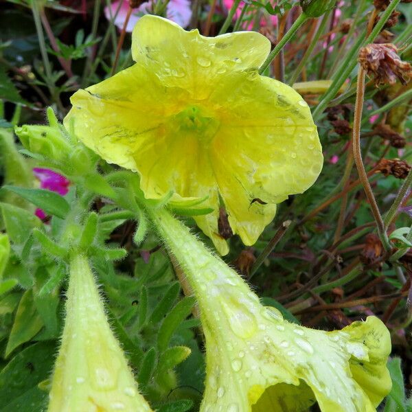 Petunia × atkinsiana ᱵᱟᱦᱟ