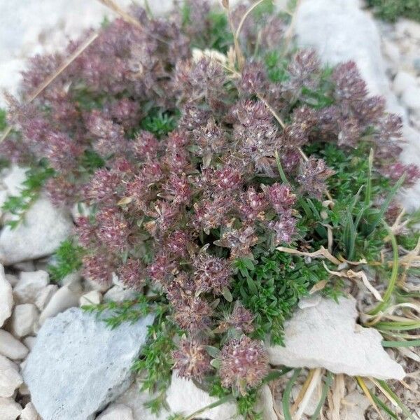 Thymus dolomiticus Flower