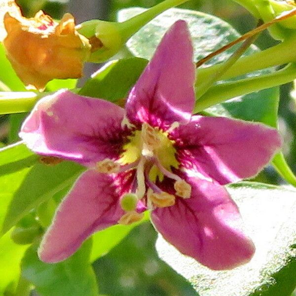 Lycium barbarum Flower