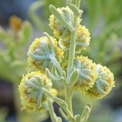 Artemisia thuscula Цвят