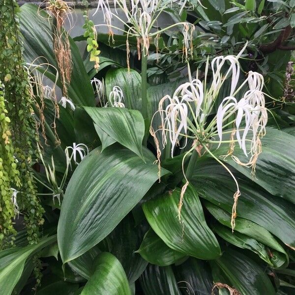 Hymenocallis tubiflora Blatt