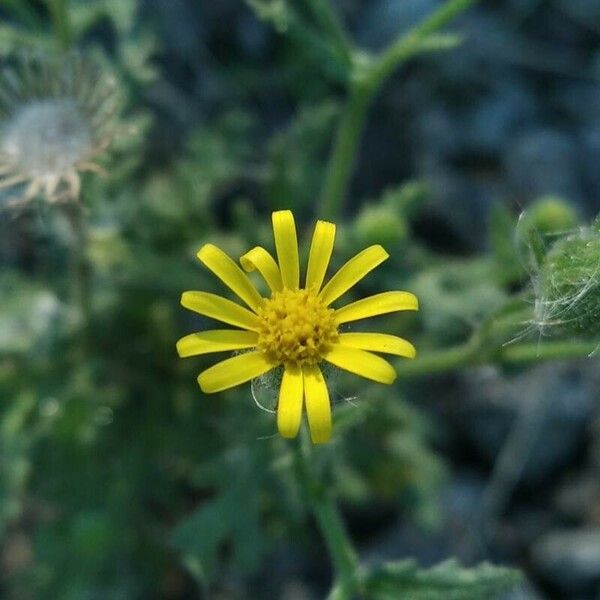 Senecio viscosus Цветок