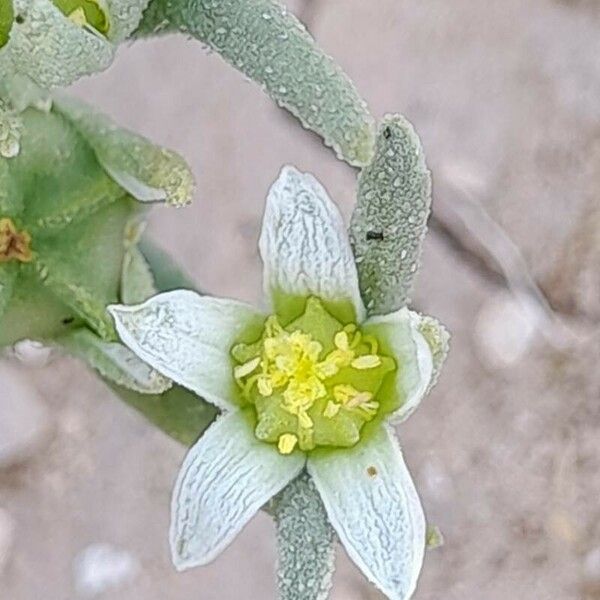 Aizoanthemopsis hispanica Flower