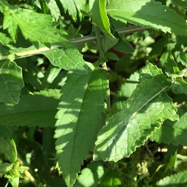 Veronica spicata List