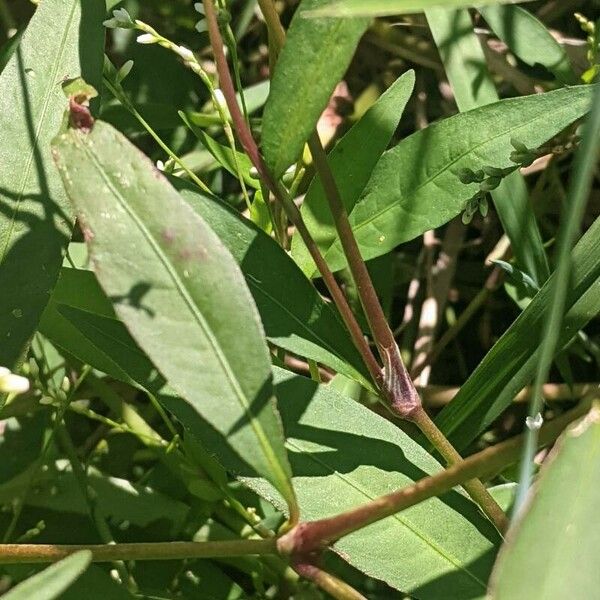 Persicaria punctata Fuelha