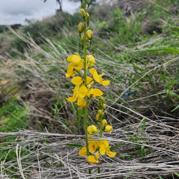 Eulophia speciosa ফুল