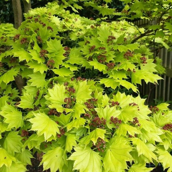 Acer shirasawanum Flors